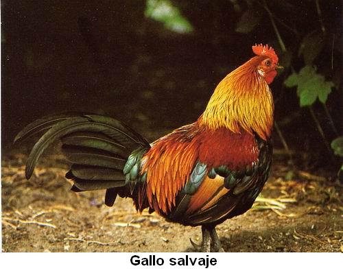 Gallo salvaje.jpg